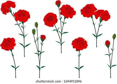 Vector illustration of a set of carnations #01