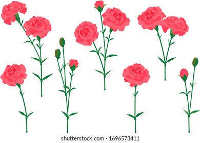 Vector illustration of a set of carnations #02