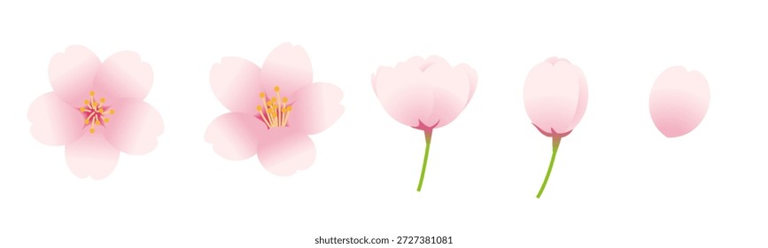 Vector illustration set of cherry blossoms and buds. Vector illustration on a white background.