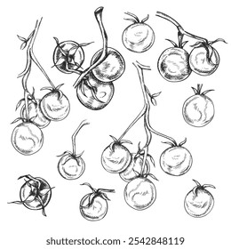 Ilustración vectorial de conjunto de tomates cherry. Verduras orgánicas, cosecha saludable. Ingredientes para cocinar, productos agrícolas. Dibujado a mano ilustración en línea de arte, tintas negras, fondo aislado