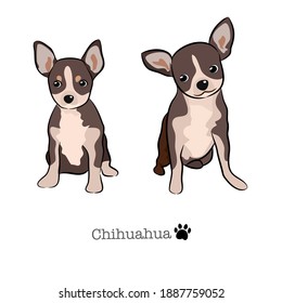 Vector illustration set of Chihuahua dog in different poses. Hand drawn on white background.