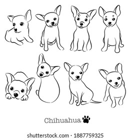 Vector illustration set of Chihuahua dog in different poses. Hand drawn on white background.