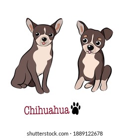 Vector illustration set of Chihuahua dog in different poses. Hand drawn on white background.