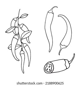 Vector illustration set of chili peppers in doodle style