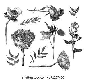 Vector illustration with set of Clematis, Anemone, Oxypetalum, Hybrid tea rose, branches and leaves. Pointillism. Botanical natural collection. Black and white floral element isolated on white