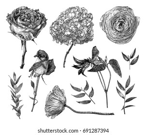 Vector illustration with set of Clematis, Pion-shaped rose, Hybrid tea rose, Hydrangea, branches and leaves. Pointillism. Botanical natural collection. Black and white floral element isolated on white