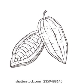 Vector illustration set of closed and opened cocoa bean pods. You can see seeds. Black outline of pods, graphic drawing. For cards, design, prints, poster, stickers, menu, logo, textile, encyclopedia