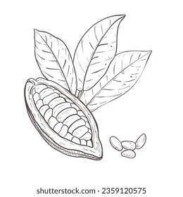 Vector illustration set of cocoa leaves, opened unpeeled bean and seeds. Black outline of branch, graphic drawing. For postcards, design, prints, posters, stickers, menu, logo, textile, encyclopedias