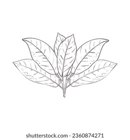 Vector illustration set of cocoa leaves. Black outline of cacao branch, graphic drawing. For postcards, compositions decoration prints poster stickers menu stamp banners textile, encyclopedias