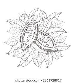 Vektorgrafik-Set aus Kakaoblättern, geöffnet, ungeschält Bohnen. Schwarze Umrisse des Blattlenkreises, grafische Zeichnung. Für Postkarten-Designdrucke Plakate-Menü Logo