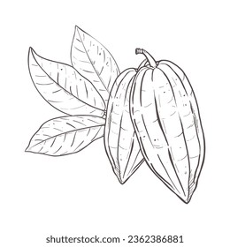 Vector illustration set of cocoa leaves and closed bean pods. Black outline of branch, graphic drawing. For card, design, composition, prints, poster, sticker, menu, stamp, logo, textile, encyclopedia