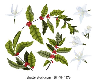 Vector illustration set of coffee branches with red berries and coffee flowers on a white background. Isolate for the design of coffee packaging.