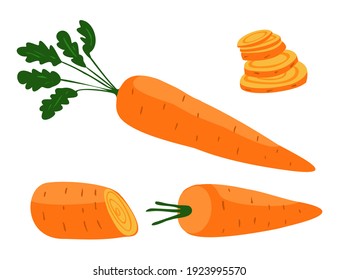 Vector illustration set, collection of different shapes carrots. Pictured are items with sliced rings, sliced, peeled, whole vegetables. Concept solanaceae, food.