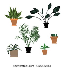 Vector illustration set color sketch set house plants drawing on the white background. 