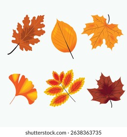 Vector illustration set of colorful autumn leaves including maple, oak, beech, and ginkgo. Perfect for fall season designs, decorations, invitations, nature graphics, seasonal elements, and posters.