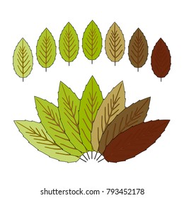 Vector illustration of Set of colorful cherry   leaves isolated on white background                                                                                                          