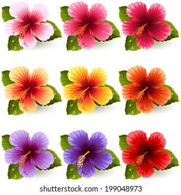 Ilustración vectorial - conjunto de flores de hibisco coloridas