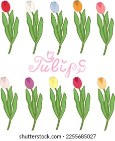 vector illustration set of colorful tulips