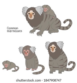 Vector illustration set of common marmoset (adult / young / baby)