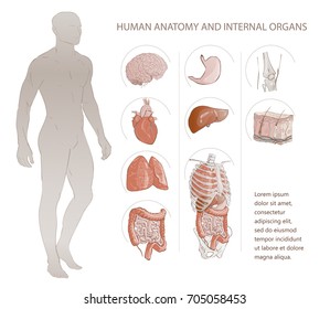 Vector illustration set of complete chart of internal human organs. A medical poster of the human anatomy. Man (male) body.