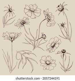 Vector illustration, a set of cosmea flowers. Vintage style.
