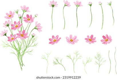 Vector illustration set of cosmos flowers