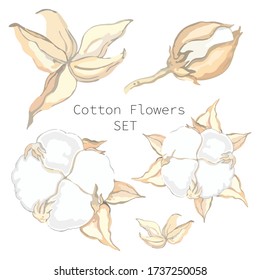 Vector illustration of a set of cotton flowers. Cotton plant at different stages of maturation. Set of objects for design and decoration.