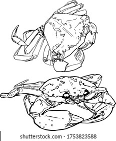 Vector illustration of a set of crabs on an isolated white background. For printing on menus, restaurants, packaging, clothes, elements for designers