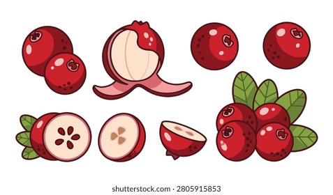 Vector illustration set of cranberries featuring whole red berries, sliced cross-sections with seeds, a unique peeled version, and a cluster with green leaves on a white background.