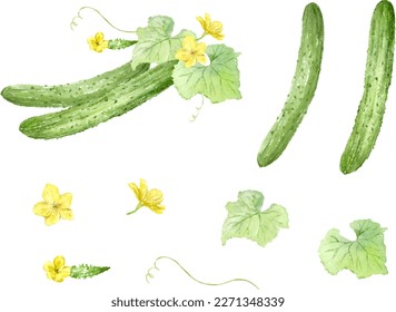 Ilustración vectorial de pepino, flores y hojas pintadas con acuarelas.