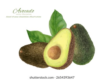 Vector illustration set of cut avocados painted in watercolor