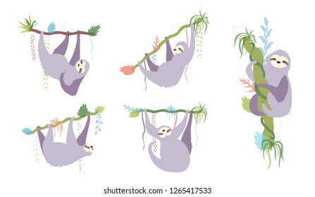 Vector illustration set of cute character sloth. Isolated cartoon baby climbing sloths. Hand drawn jungle animal hanging on a branch of tree. Drawing for print, fabric, textile, poster etc. 