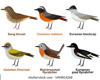 Vector illustration set of cute European bird cartoons - Song thrush, Common redstart, Eurasian blackcap, Common firecrest, Red-breasted flycatcher, European pied flycatcher