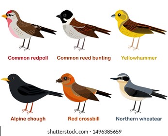 Vector illustration set of cute European bird cartoons - Common redpoll, Alpine Chough, Yellowhammer, Northern wheatear, Red crossbill, Common reed bunting