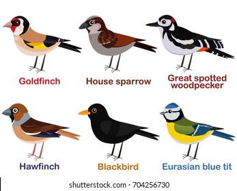 Vector illustration set of cute European bird cartoons - goldfinch, house sparrow, great spotted woodpecker, hawfinch, blackbird, blue tit.