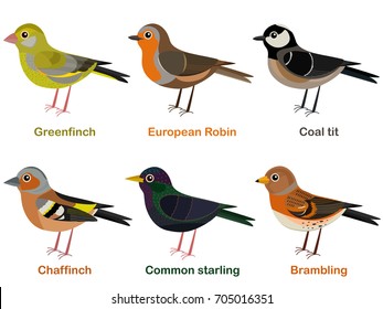 Vector illustration set of cute European bird cartoons - greenfinch, Robin, Coal tit, Chaffinch, Common starling, Brambling