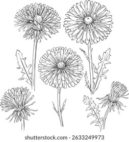 vector illustration of set of dandelions on isolated background