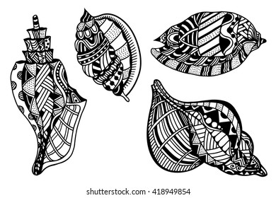 Vector illustration set of decorative seashells isolated on white background. 