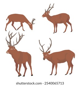 Vector illustration set of deer in cartoon flat style. Male or female deer wild life animal isolated in white background. Cute different poses deer with long horns for logo, icon, infographic, symbol