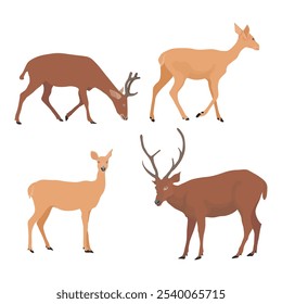 Vector illustration set of deer in cartoon flat style. Male or female deer wild life animal isolated in white background. Cute different poses deer with long horns for logo, icon, infographic, symbol