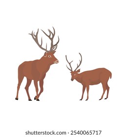 Vector illustration set of deer in cartoon flat style. Male or female deer wild life animal isolated in white background. Cute different poses deer with long horns for logo, icon, infographic, symbol