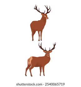 Vector illustration set of deer in cartoon flat style. Male or female deer wild life animal isolated in white background. Cute different poses deer with long horns for logo, icon, infographic, symbol