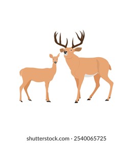 Vector illustration set of deer in cartoon flat style. Male or female deer wild life animal isolated in white background. Cute different poses deer with long horns for logo, icon, infographic, symbol