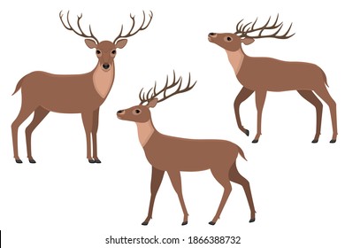 Vector illustration of a set of deer in different forms.