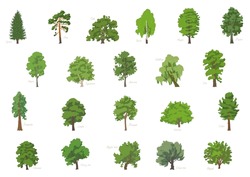 Vector Illustration Set Of Different Kinds Of Trees With Its Names.
