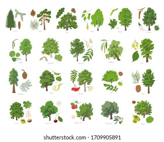 Vector illustration set of different kinds of trees with its parts and names.