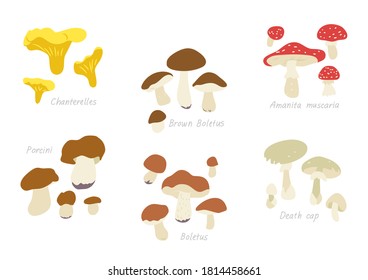 Vector illustration set of different kinds of mushrooms.