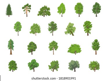 Conjunto de ilustraciones vectoriales de diferentes tipos de árboles: Spruce, Pine, Roble, Birch, Maple, Poplar, Aspen, Linden, Ash-Tree, Willow, Elm, Chestnut, Apple-Tree, Sycamore, Rowen, Olive-Tree, Cedar, Sequoia.