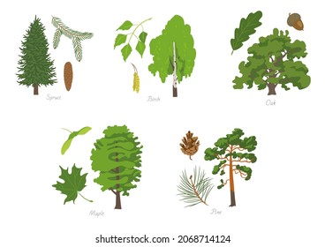 Vector illustration set of different kinds of trees with its parts and names.