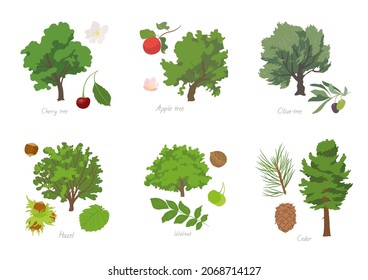 Vector illustration set of different kinds of Fruit trees with its parts and names.